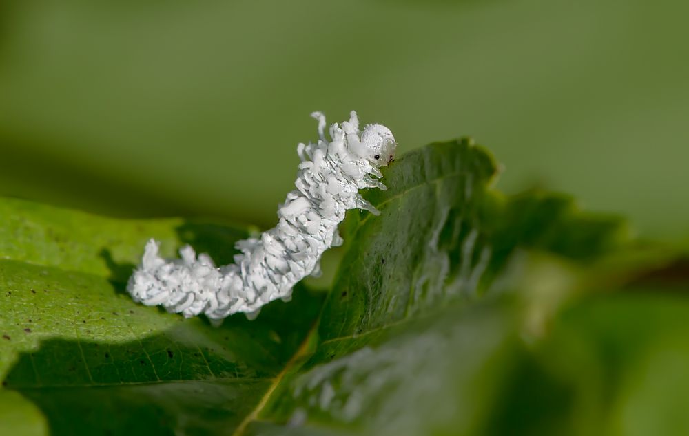 Erlenblattwespe ( Eriocampa ovata)