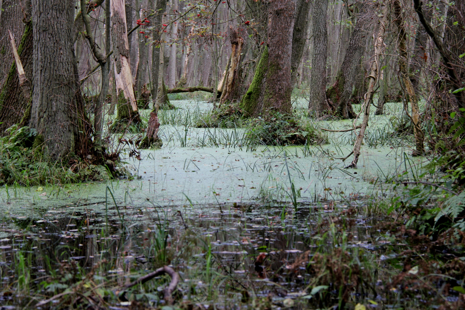 Erlenbruch im Darßer Wald 1