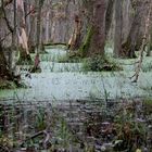 Erlenbruch im Darßer Wald 1