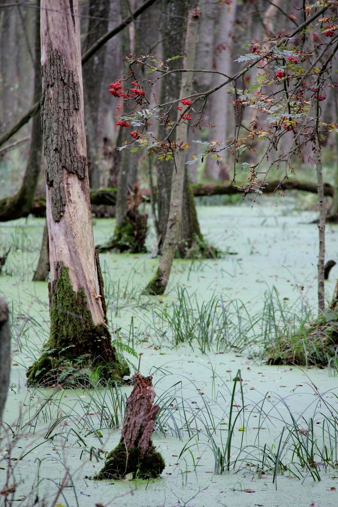 Erlenbruch im Darßer Wald 2