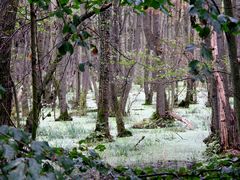 Erlenbruch im Darßer Wald 3