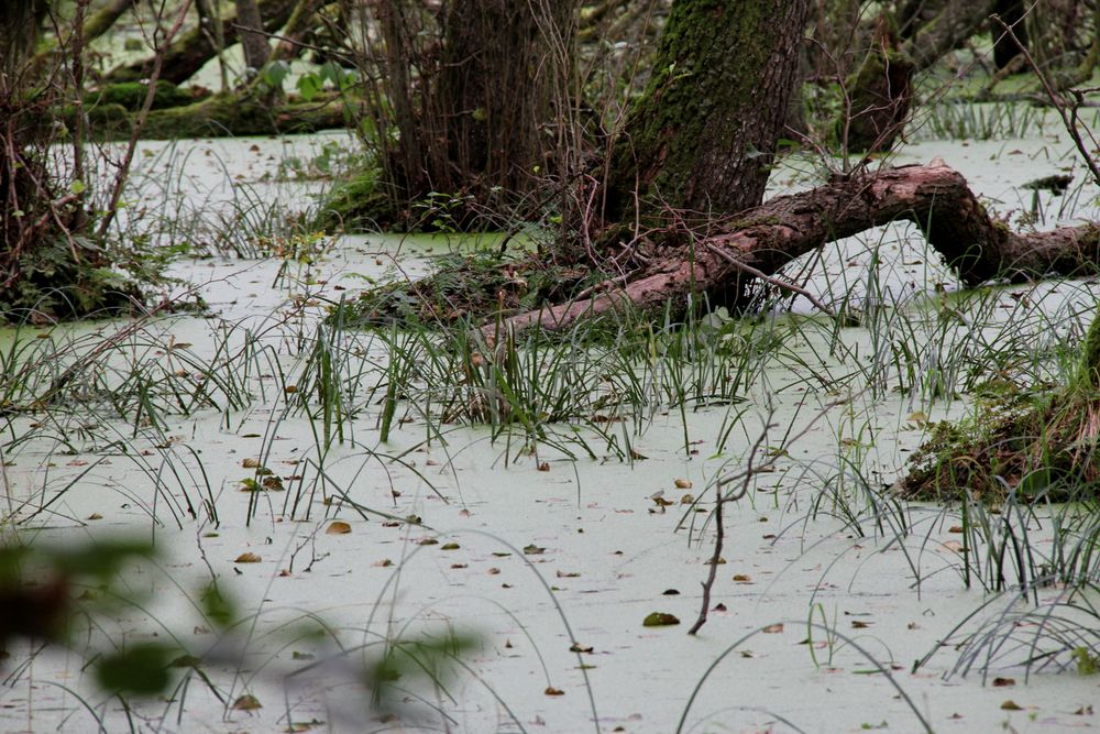 Erlenbruch im Darßer Wald 4