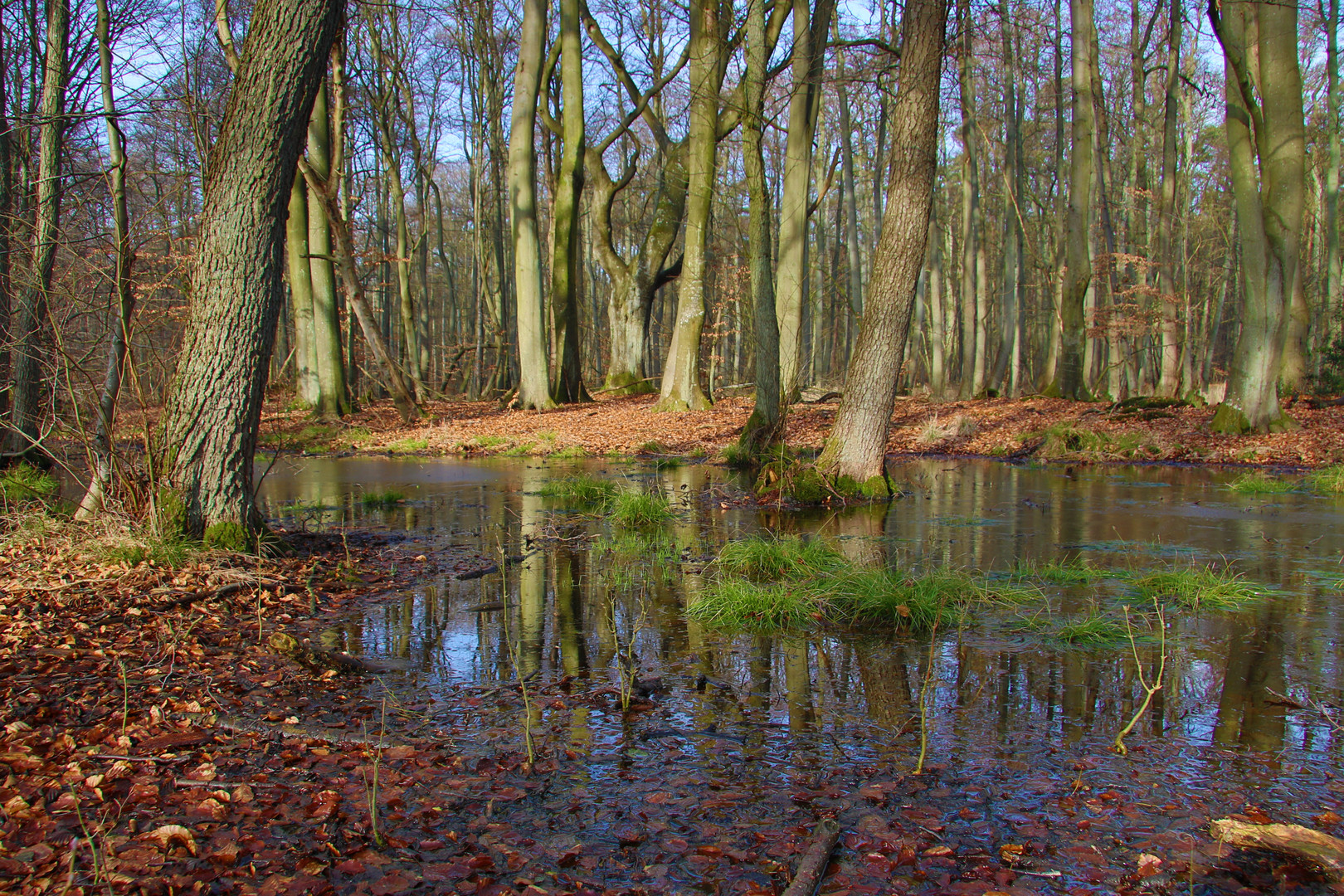 Erlenbruch im Darsswald bei Prerow