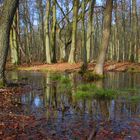 Erlenbruch im Darsswald bei Prerow