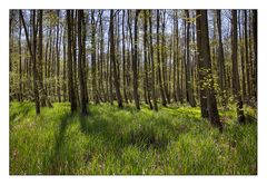 " Erlenbruch im Frühling "