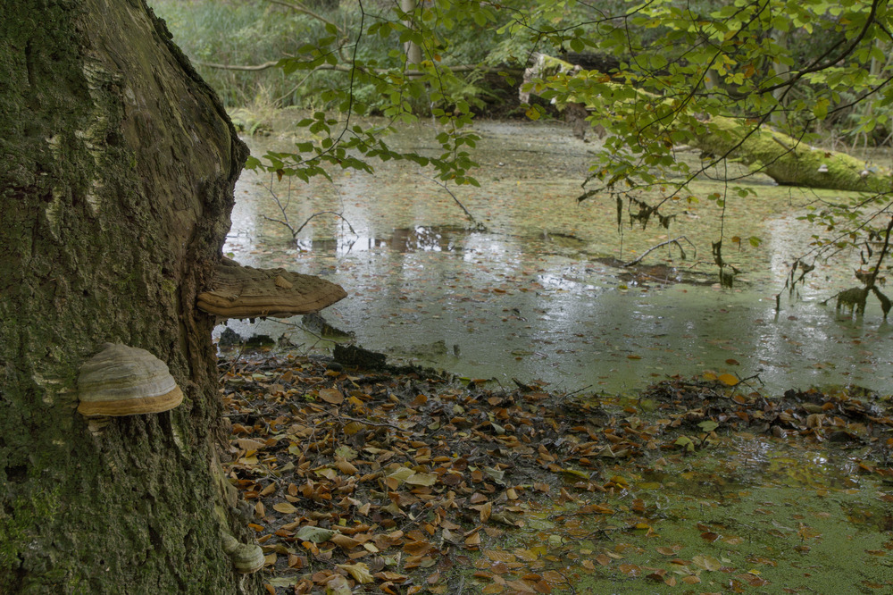 Erlenbruch in der Uckermark 2