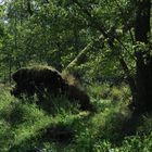 Erlenbruchwald in einem Totalreservat