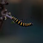 erleneule,,,,,Erlen-Rindeneule (Acronicta alni) Die Erlen-Rindeneule gilt in den Bundesländern Brand