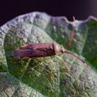 Erlengast (Pantilius tunicatus)