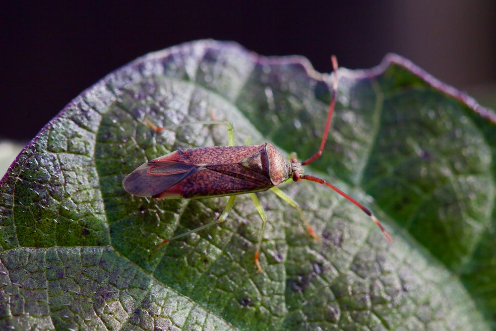 Erlengast (Pantilius tunicatus)