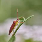 Erlengast (Pantilius tunicatus)