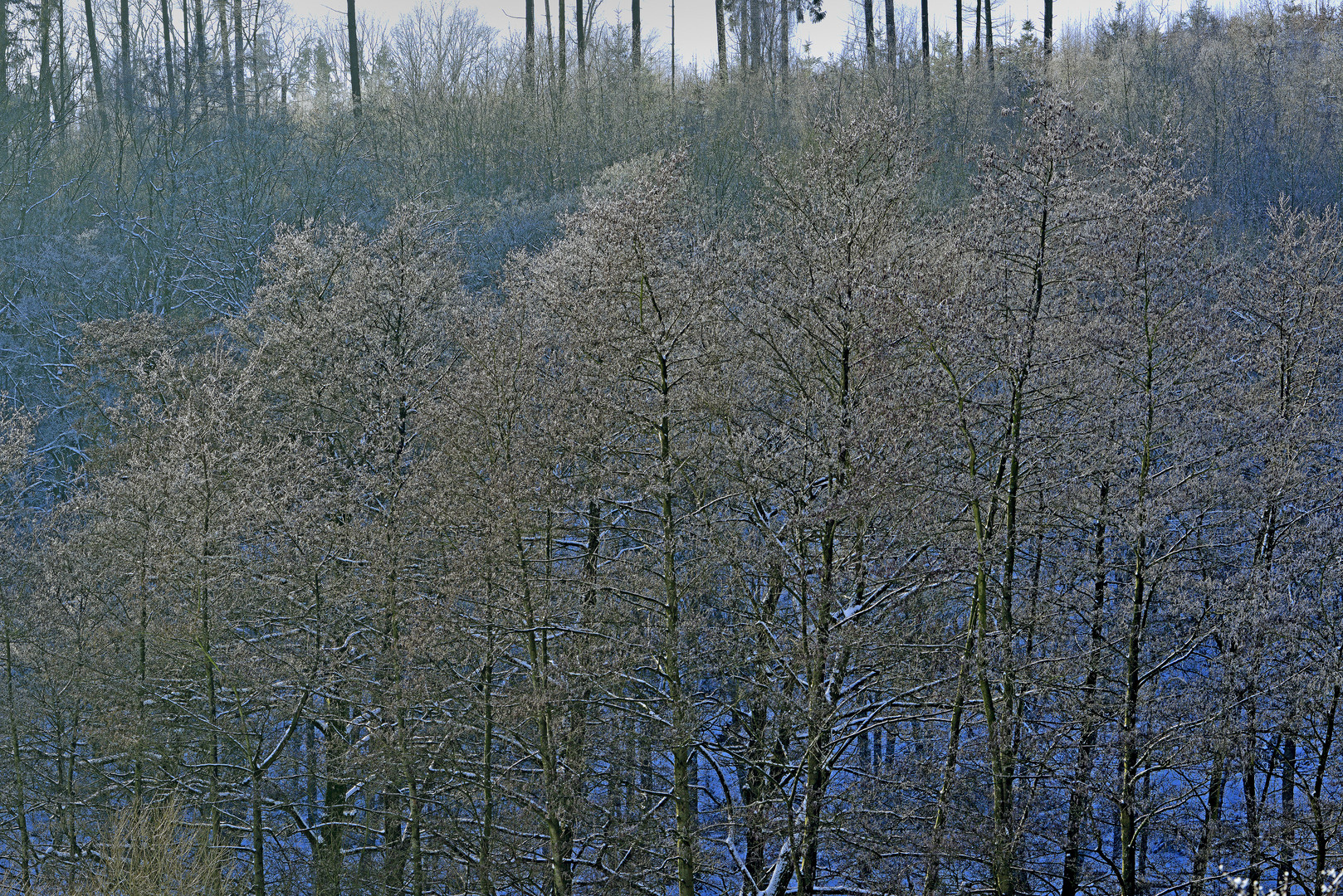 Erlengehölz im Streiflicht nach Frostnacht