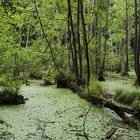 Erlengrund, Jasmund (Rügen)