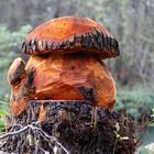 "Erlenholz"-pilz Bild 1