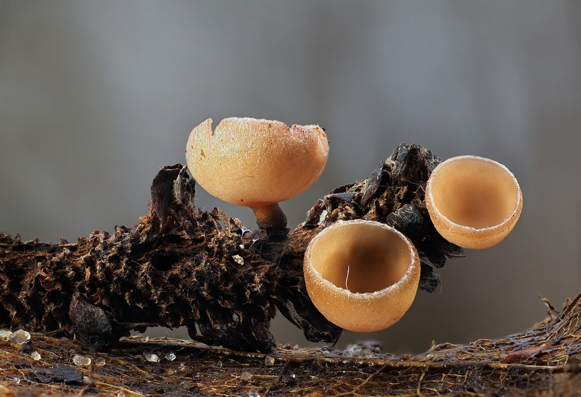 Erlenkätzchen-Becherling (Ciboria amentacea)