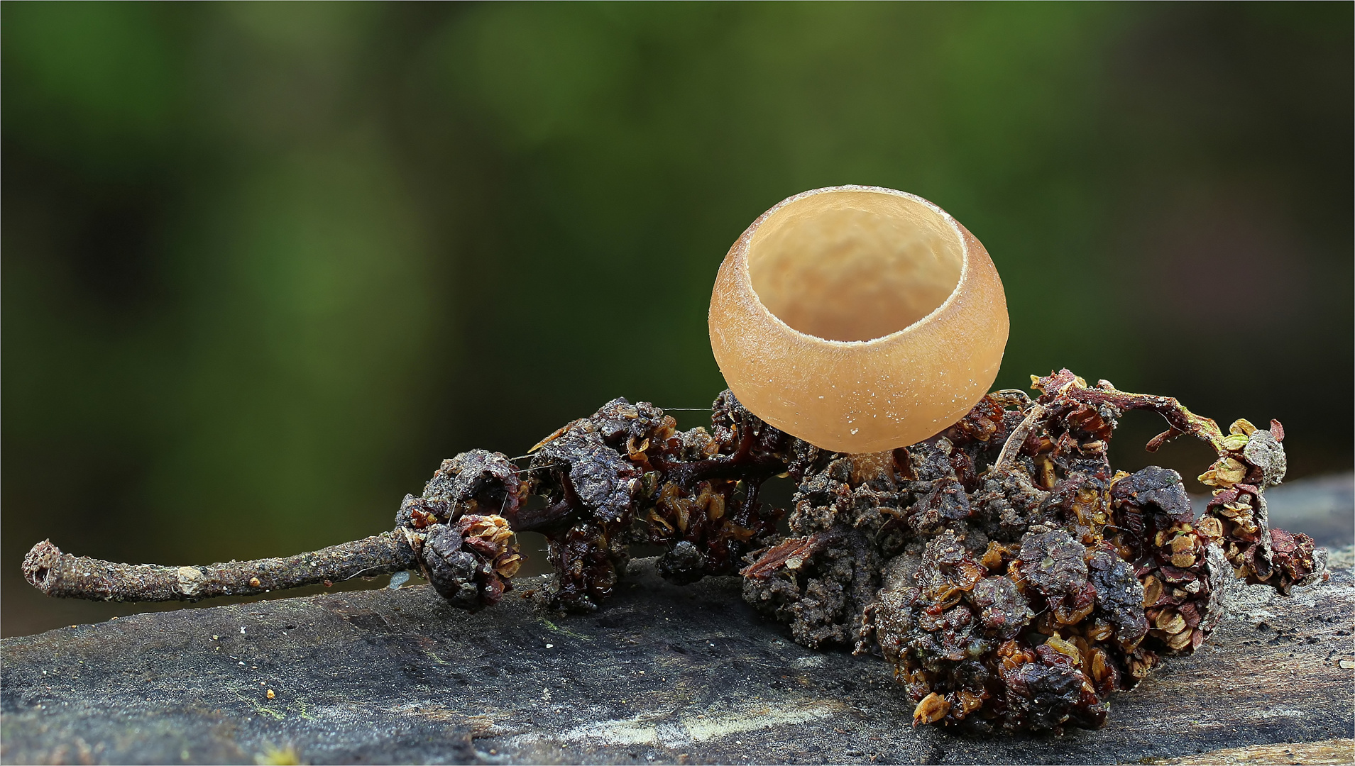 Erlenkätzchen-Becherling (Ciboria amentacea)