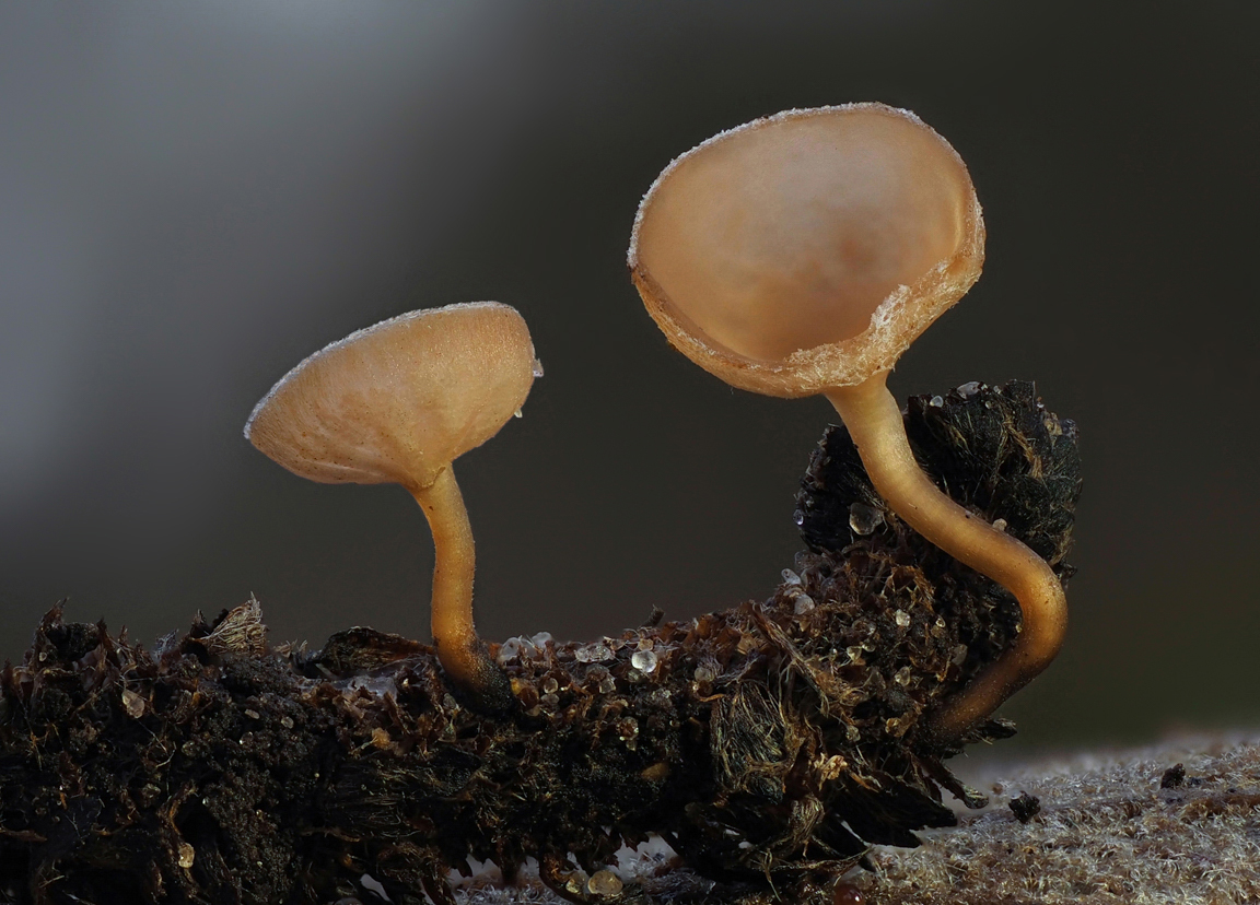 Erlenkätzchen-Becherling (Ciboria amentacea)