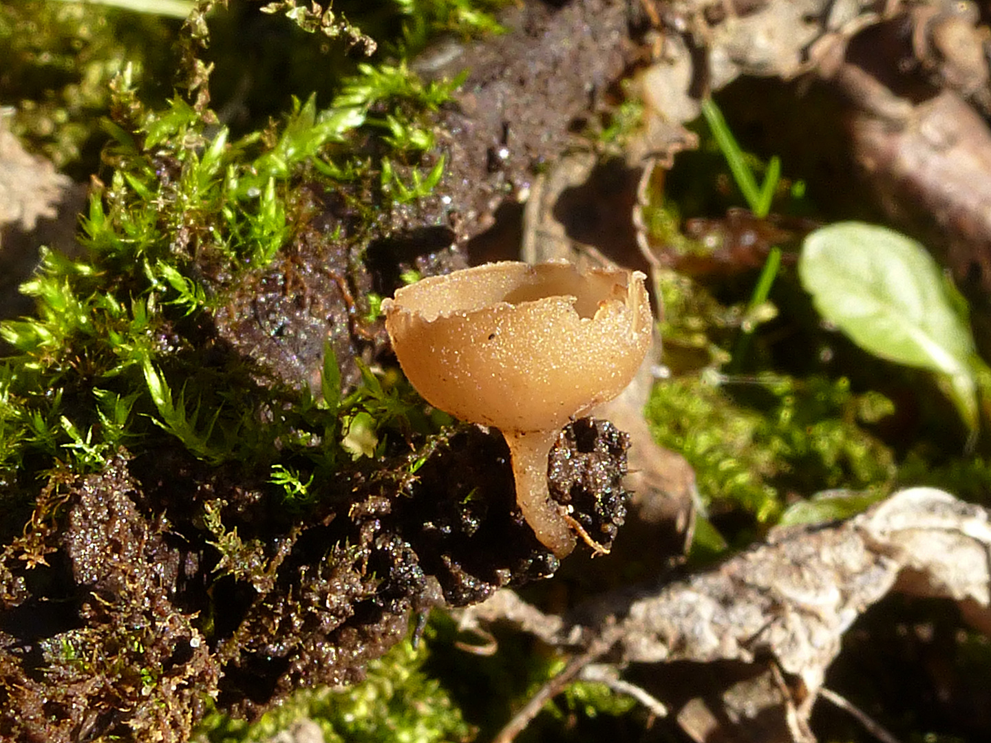 Erlenkätzchen-Becherling - Ciboria viridifusca