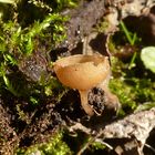 Erlenkätzchen-Becherling - Ciboria viridifusca