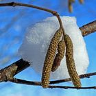 Erlenkätzchen sind weich gestützt