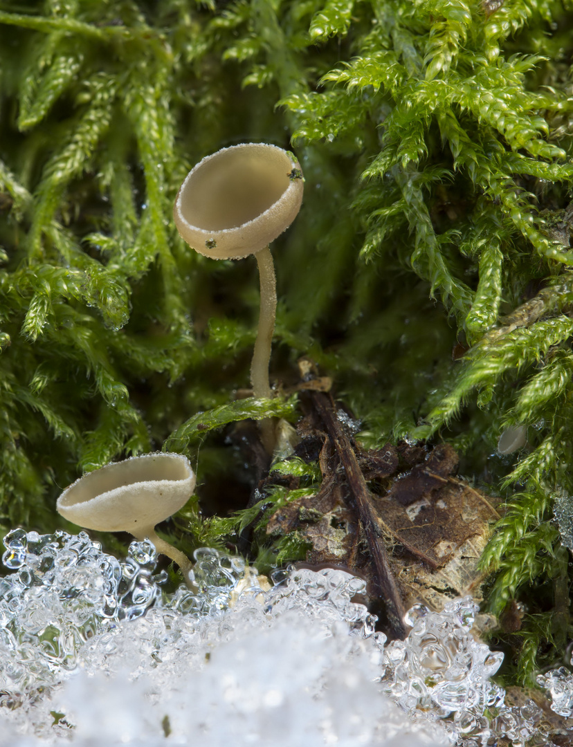 Erlenkätzchen-Stroma-Becherling