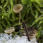 Erlenkätzchen-Stroma-Becherling