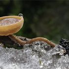 Erlenkätzchen-Stromabecherling