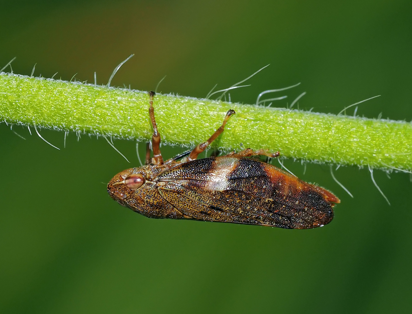 Erlenschaumzikade (Aphrophora alni, Alder spittlebug)