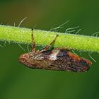 Erlenschaumzikade (Aphrophora alni, Alder spittlebug)