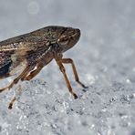 Erlenschaumzikade (Aphrophora alni, Alder spittlebug) - Cercope de l'aulne.