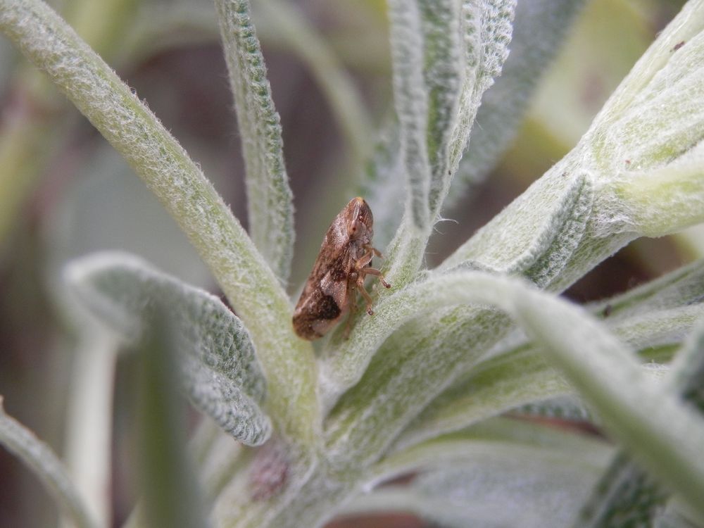 Erlenschaumzikade (Aphrophora alni)