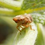 Erlenschaumzikade (Aphrophora alni) im Porträt