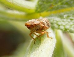 Erlenschaumzikade (Aphrophora alni) im Porträt