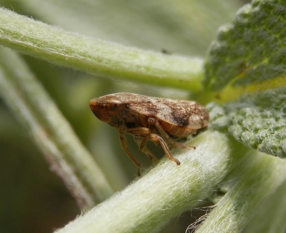 Erlenschaumzikade (Aphrophora alni) zum Dritten