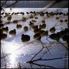 erlensee auch wenn die sektion nicht so exakt passt ;-)