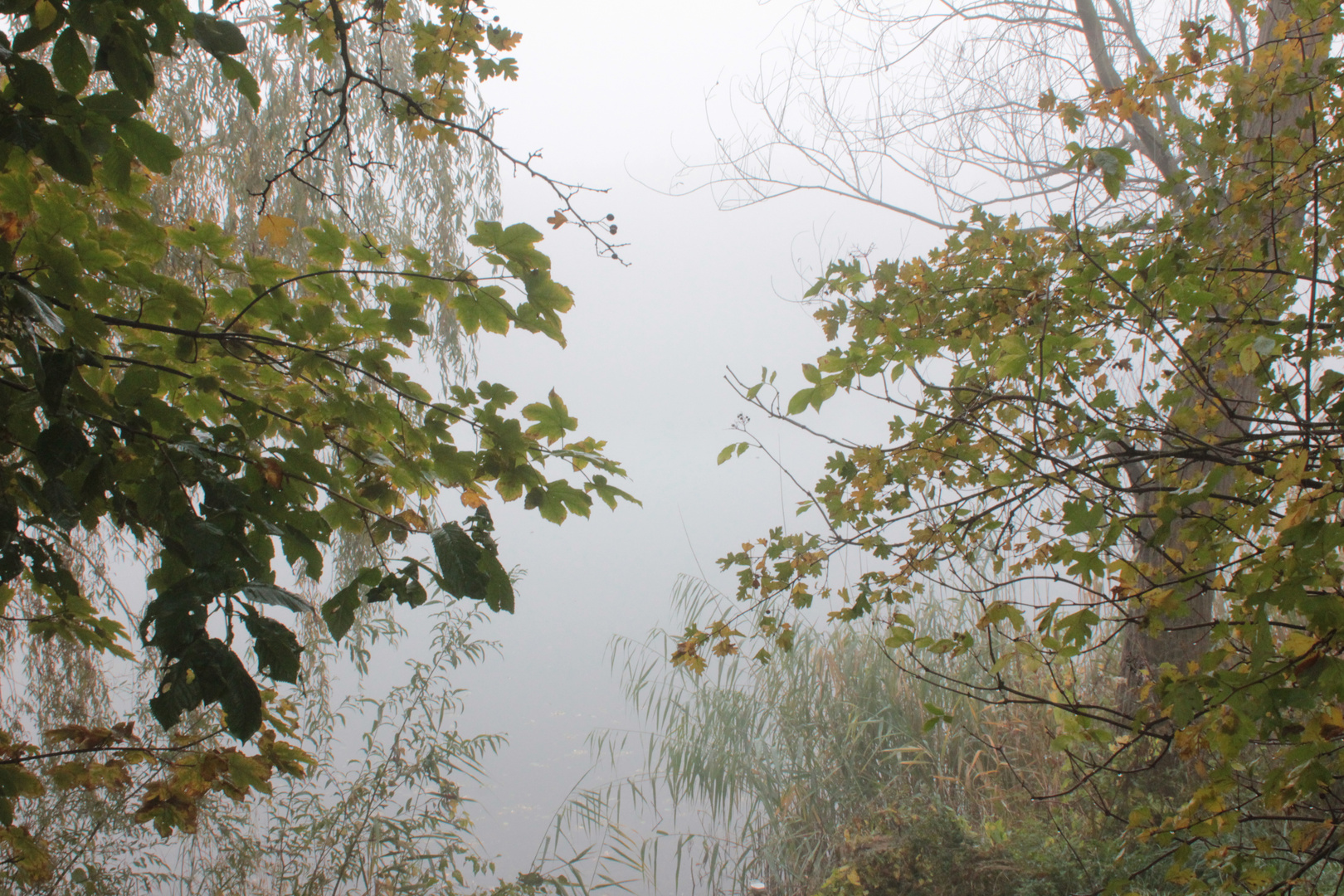 Erlensee im Nebel