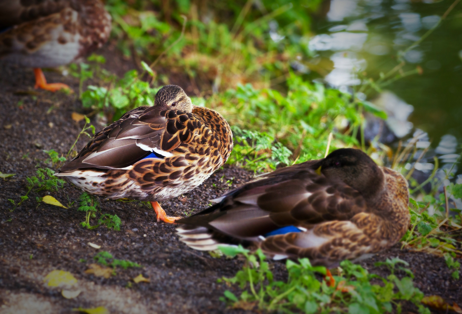 Erlenteich-Enten