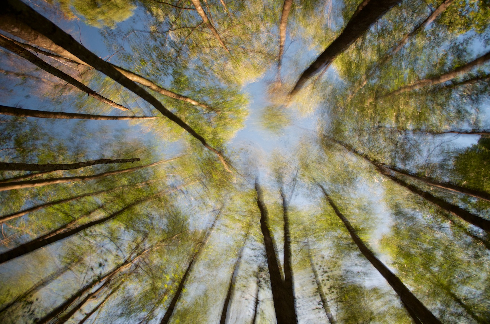 Erlenwald Foto & Bild landschaft, wald, bäume Bilder auf