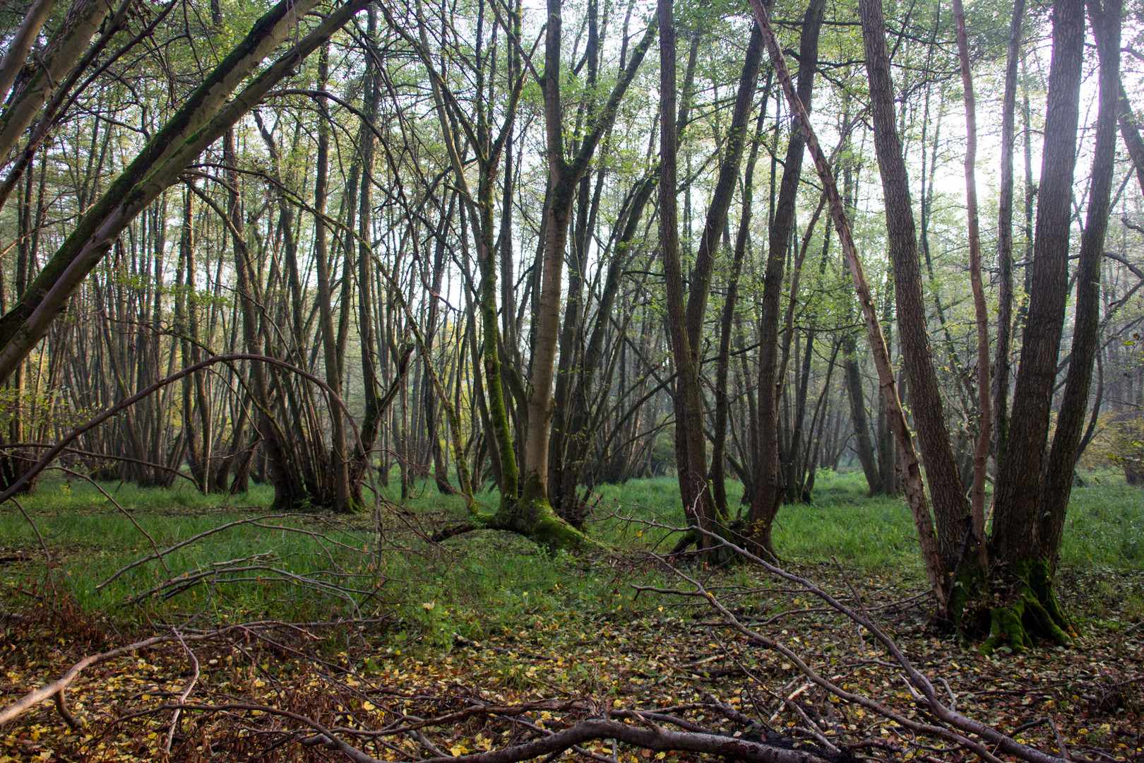 Erlenwald in Südhessen