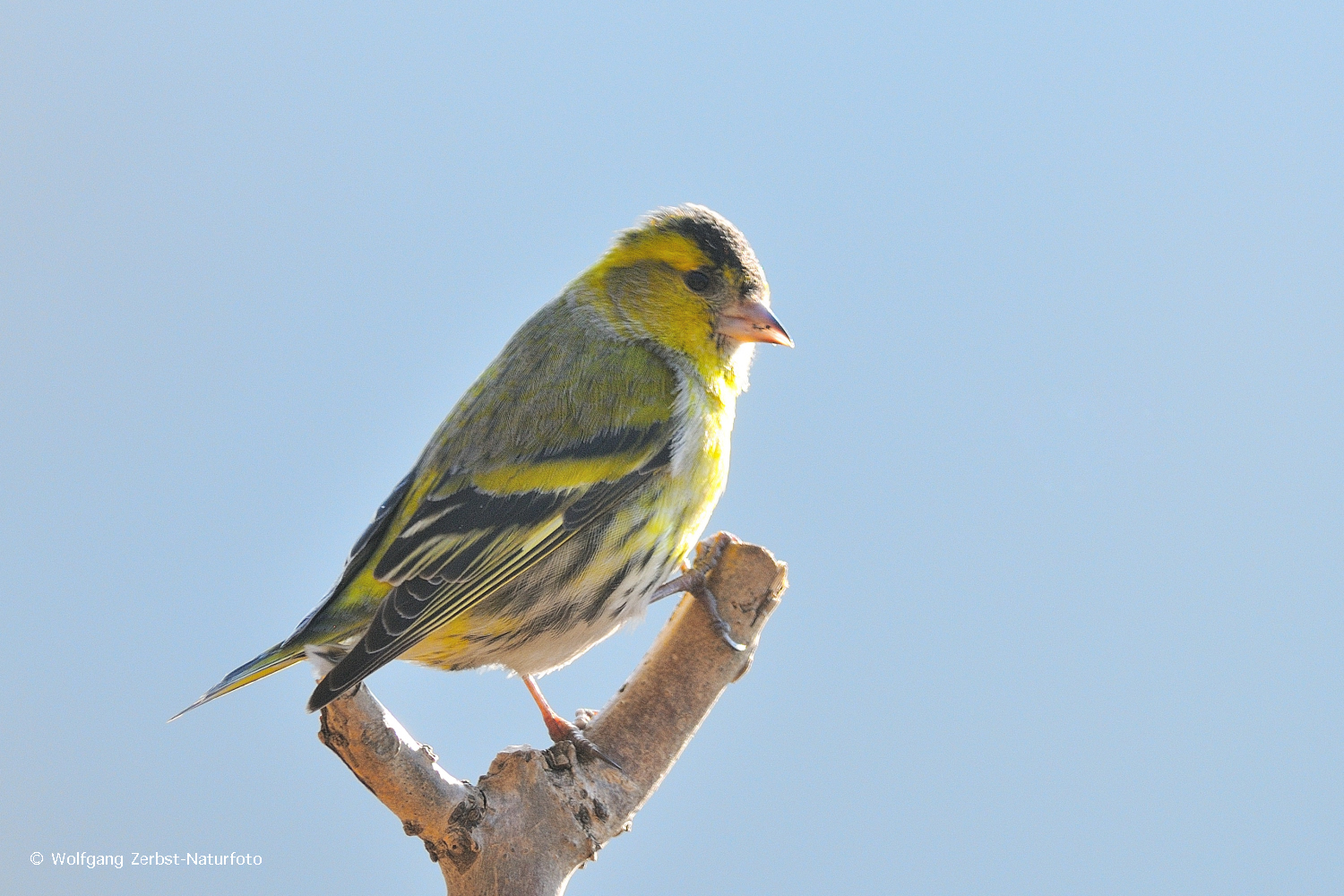 --- Erlenzeig männlich ---  (Carduelis spinus )