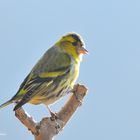 --- Erlenzeig männlich ---  (Carduelis spinus )