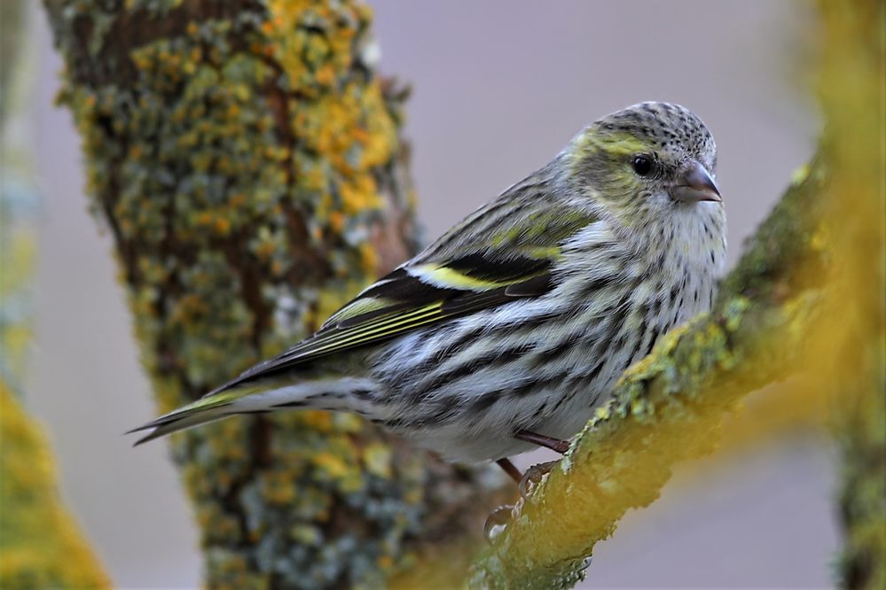 Erlenzeisig Foto & Bild tiere, wildlife, wild lebende vögel Bilder