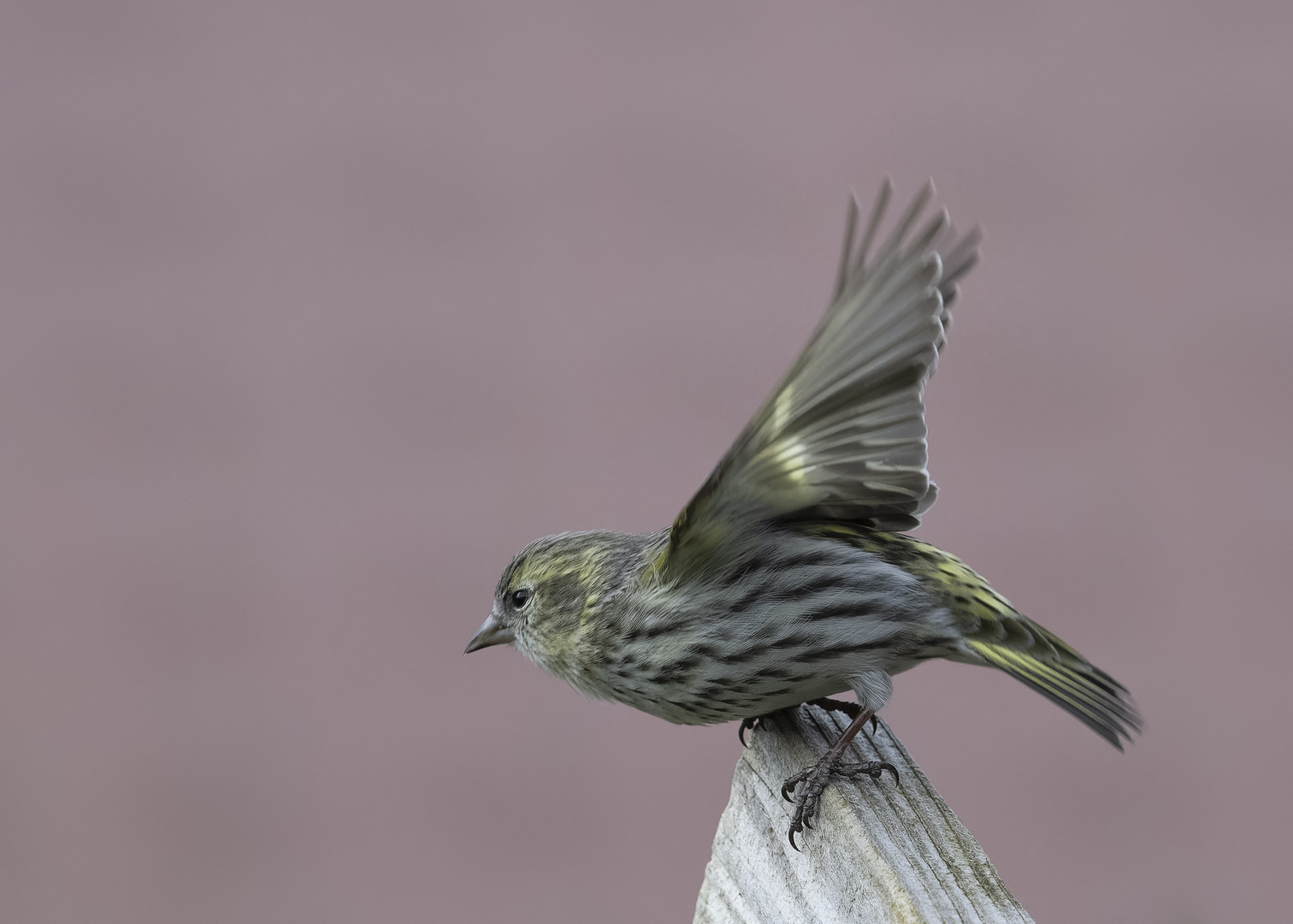 Erlenzeisig auf dem Flug in den Frühling