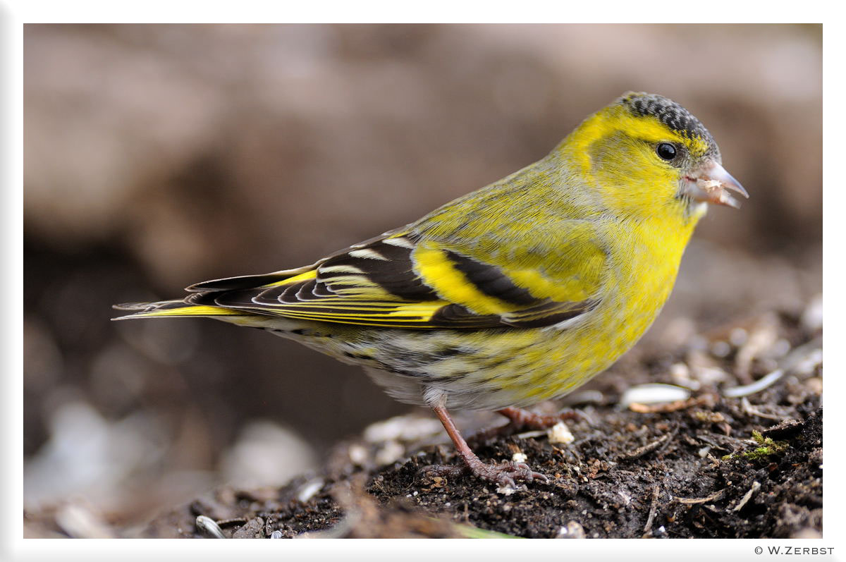 - Erlenzeisig - (Carduelis spinus )