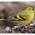 - Erlenzeisig - (Carduelis spinus )