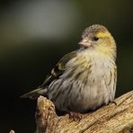 Erlenzeisig (Carduelis spinus)