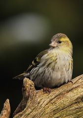 Erlenzeisig (Carduelis spinus)