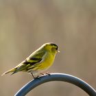 Erlenzeisig - Carduelis spinus