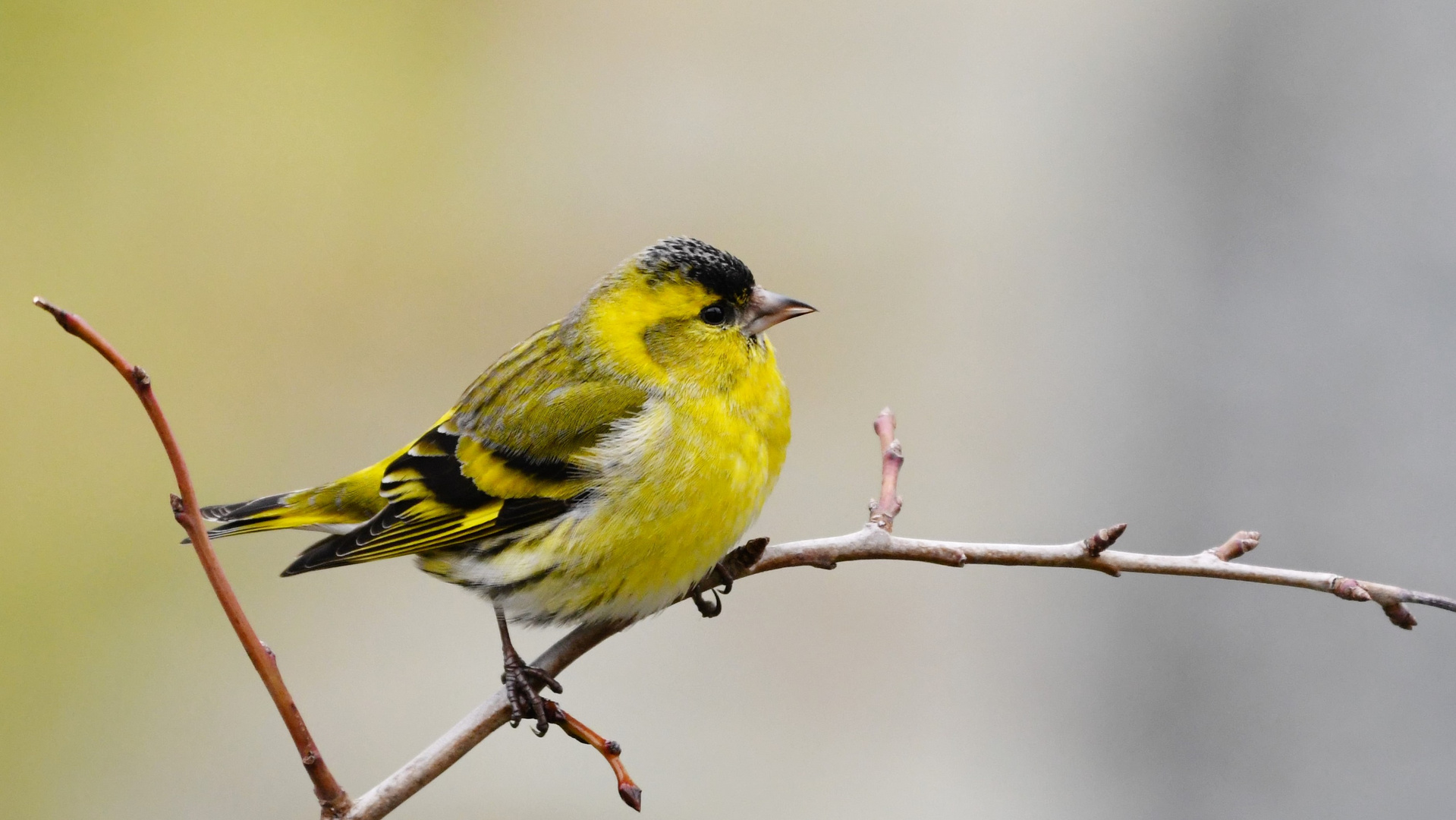 Erlenzeisig ( Carduelis spinus )