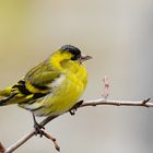 Erlenzeisig ( Carduelis spinus )